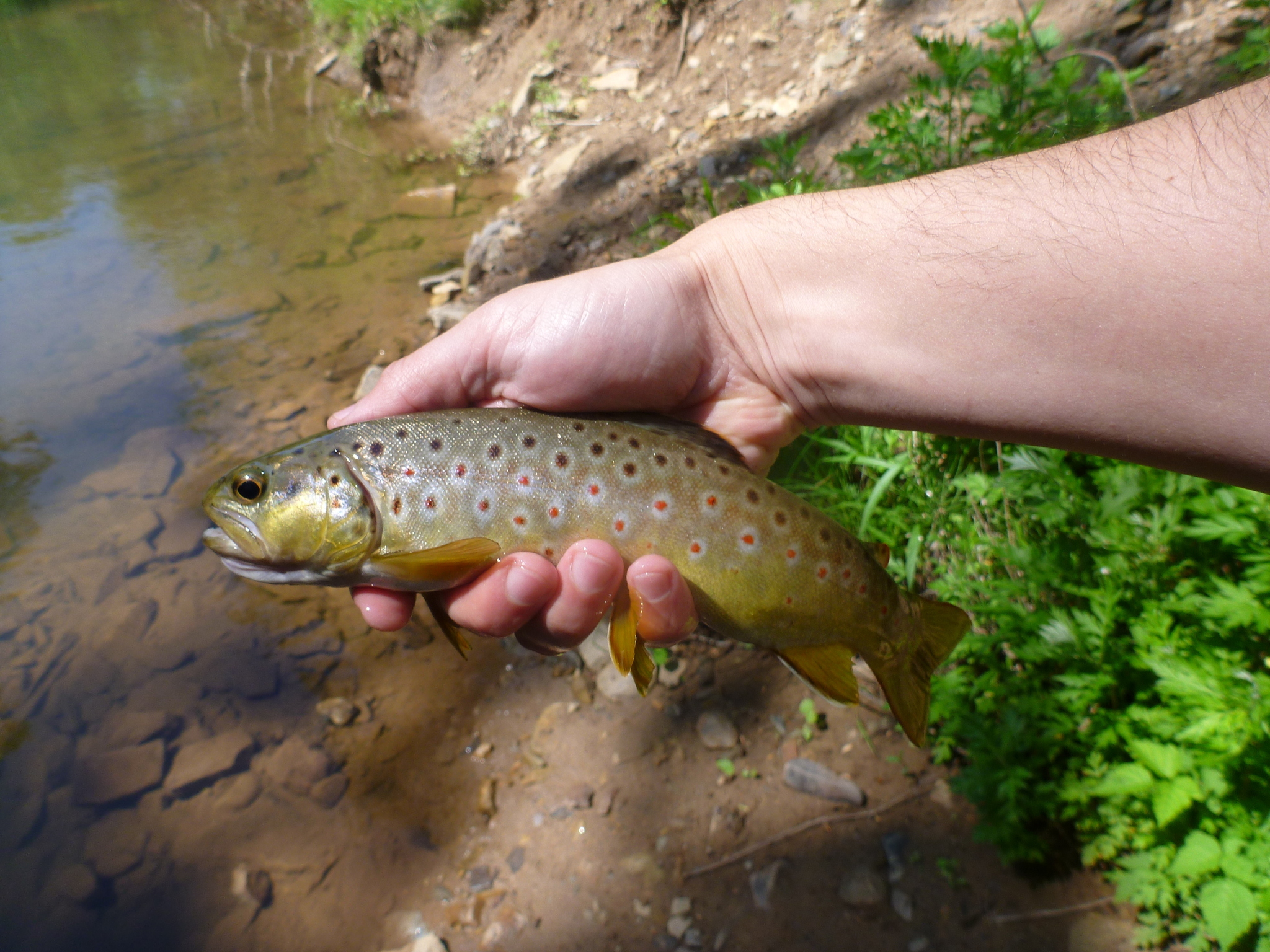 Image of Brown Trout and Sea Trout