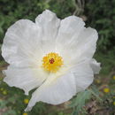Image of <i>Argemone albiflora texana</i>