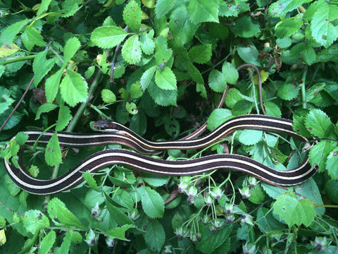 Image of Eastern Ribbon Snake