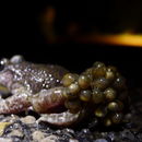 Image of Common Midwife Toad