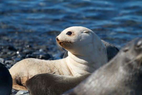 Image of Antarctic Fur Seal