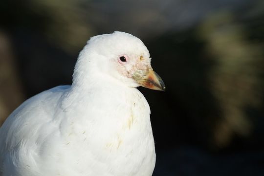 Image of Snowy Sheathbill