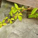 Image of <i>Parthenocissus <i>quinquefolia</i></i> quinquefolia