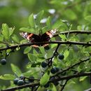 Image of <i>Prunus spinosa</i>