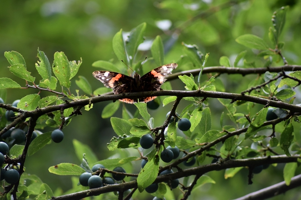Image of <i>Prunus spinosa</i>