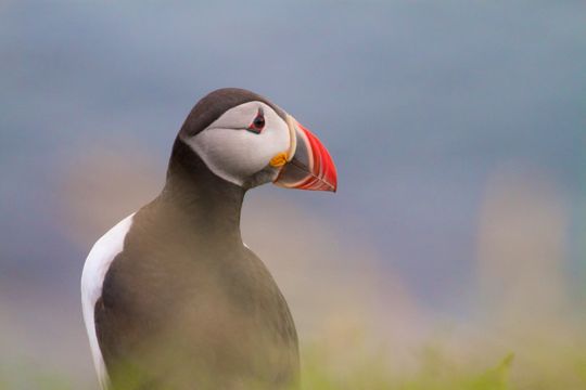 Image of Atlantic Puffin