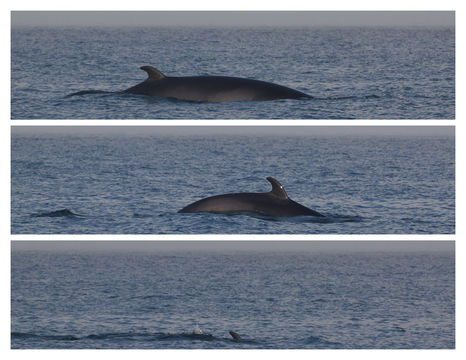 Image of <i>Balaenoptera <i>acutorostrata</i></i> acutorostrata Lacépède 1804