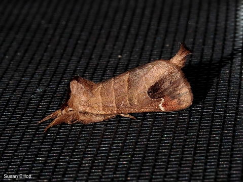 18.https www inaturalist org photos 1027792.580x360