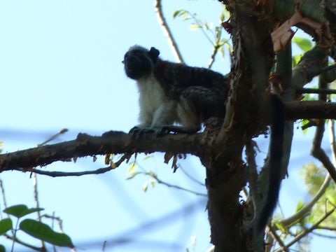 Image of Geoffroy's tamarin