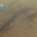 Image of Perca flavescens (Mitchill 1814)