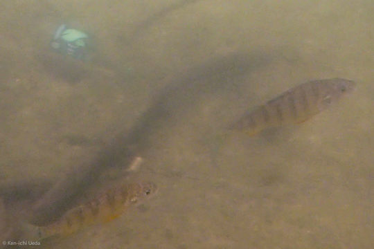Image of Yellow Perch