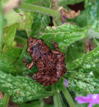 18.https www inaturalist org photos 1029499.580x360