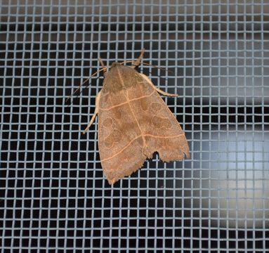 Image of Even-lined Sallow