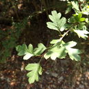 Image of <i>Crataegus monogyna</i>