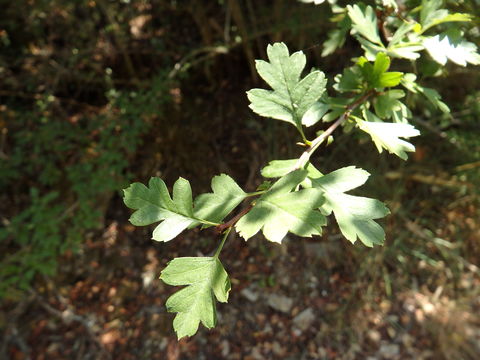 Image of <i>Crataegus monogyna</i>
