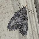 Image of Retarded Dagger Moth