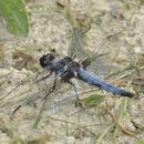 Image of Ladona deplanata (Rambur 1842)