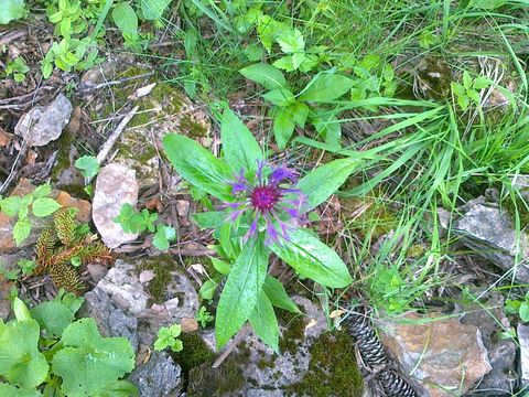 Image of <i>Centaurea montana</i>