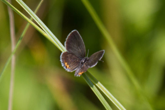 Image of eastern tailed-blue