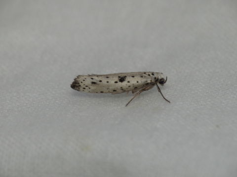 18.https www inaturalist org photos 1032130.580x360