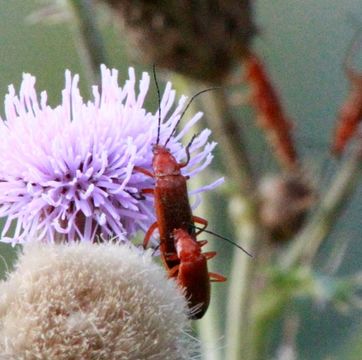 Image of Red Soldier Beetle