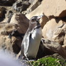 Image of Galapagos Penguin