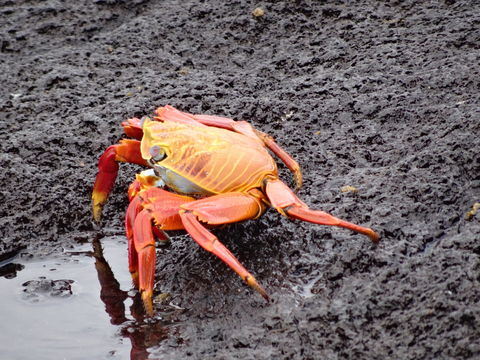 Image of Sally Lightfoot Crab