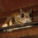 Image of Southern Flying Squirrel