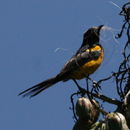 Image of Black-vented Oriole