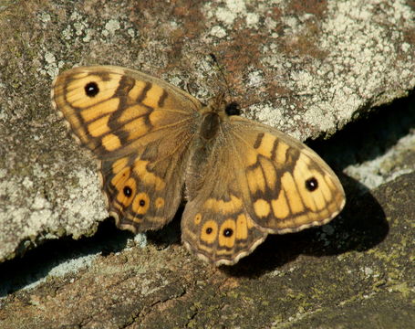 Image of <i>Lasiommata megera</i>