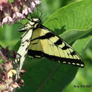 Image of Papilio canadensis Rothschild & Jordan 1906