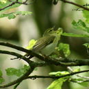 Image of Phylloscopus sibilatrix (Bechstein 1793)