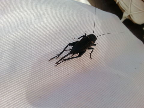 Image of African field cricket