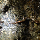 Image of Seal Salamander