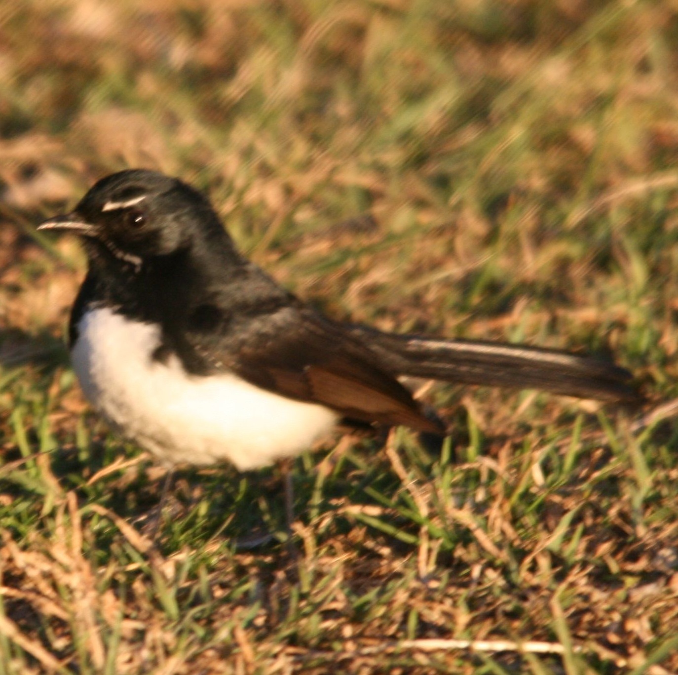 Image of Willie-wagtail