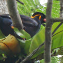 Image of Common Hill Myna
