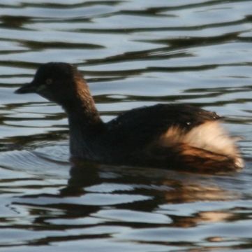 Image of Australasian Grebe