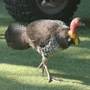 Image of Australian brush turkey