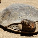 Image of Zambezi Soft-shelled Turtle