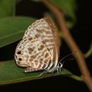 Image of Lang's Short-tailed Blue