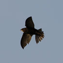 Image of Common swift