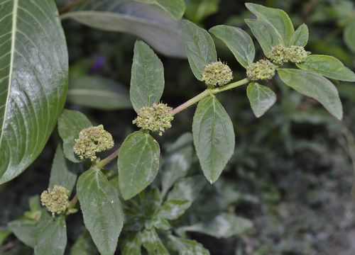 Image of <i>Euphorbia hirta</i>
