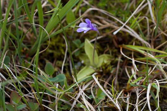 Image of <i>Pinguicula vulgaris</i>