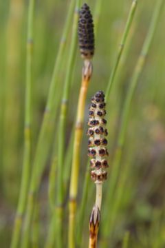 Image of <i>Equisetum palustre</i>