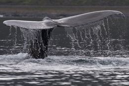 Image of Humpback whale
