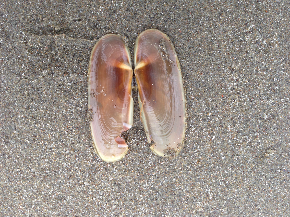 Image of Pacific razor clam
