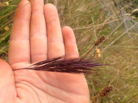 Image of <i>Bromus madritensis</i>