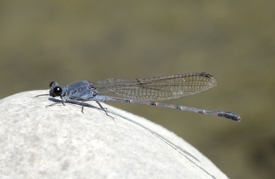 18.https www inaturalist org photos 1039667.580x360