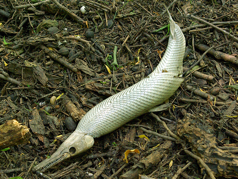 Alligator Gar Encyclopedia Of Life