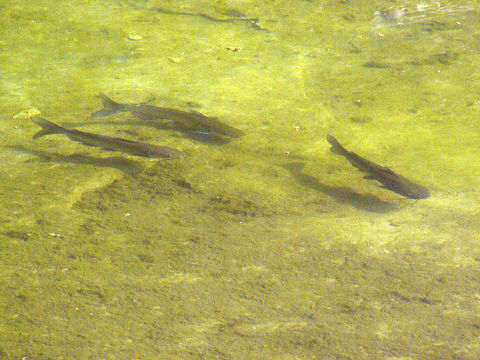 Image of channel catfish